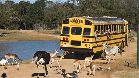 Franklin drive thru safari - Aggieland Safari is one of the top drive-thrus in the Lone Star State. Located at 18075 FM974, Bryan, TX 77808. Cherokee Trace Drive-thru Safari. As a parent, you know how important it is to keep ...